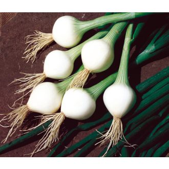Kötözőhagyma Elody ZFW - 250g