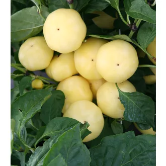 Paprika Jablina F1 Semo - 500 szem