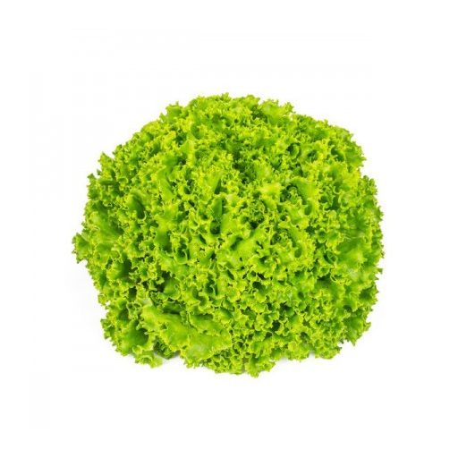 Saláta Pereion (81-BA4590) RZ Batávia - 1000 szem