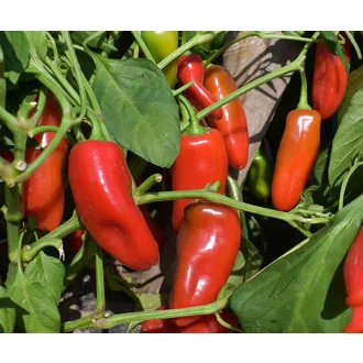 Paprika Svejk F1 Snack Duna - 250 szem