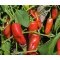 Paprika Svejk F1 Snack Duna - 250 szem