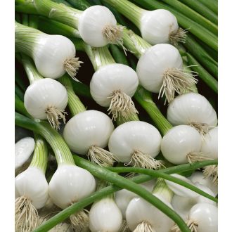 Kötözőhagyma Ranila Semo - 50g