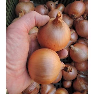Vöröshagyma Klaria Semo - 50g