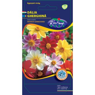 Dália Egyszerű virágú Színkeverék Rédei  - 1g