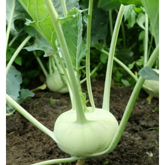 Karalábé Cembalo F1 Takii Seed - 2500 szem