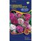 Törökszegfű Színkeverék Dianthus barbatus Rédei  - 0,5g