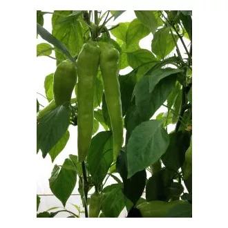 Paprika Toldi F1 Duna - 250 szem