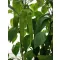 Paprika Toldi F1 Duna - 250 szem