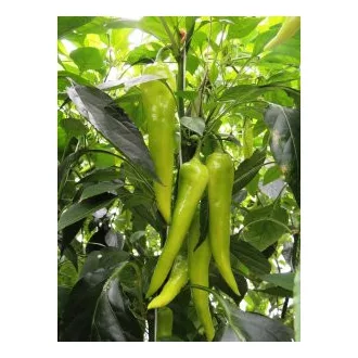 Paprika Kard F1 Duna - 250 szem