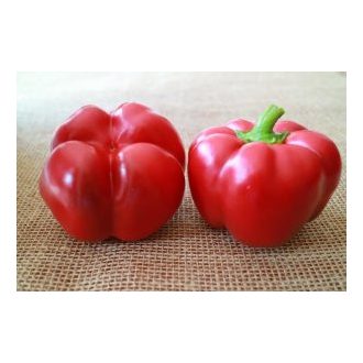 Paprika Pritador F1 Orosco - 500 szem