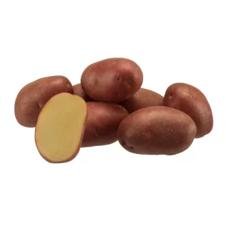 Minigumó Evolution - 50 szem