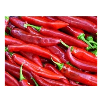 Paprika Palotás F1 Fűszer ZKI - 1000 szem