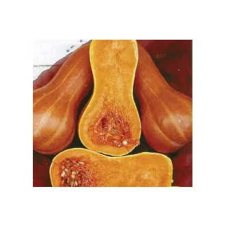 Sütőtök Beja (Rédei) - 1000 szem