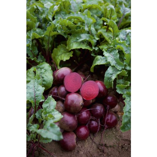 Cékla Action F1 Precíziós Mag Bejo - 10.000 szem