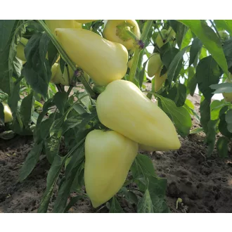 Paprika Sobri F1 Duna - 1.000 szem