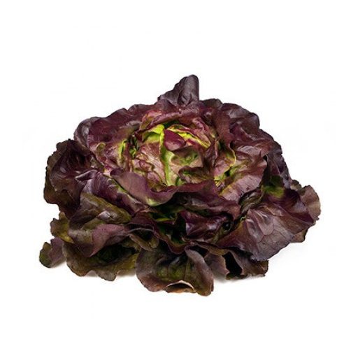 Saláta Jerrican (43-539) RZ - 1000 szem