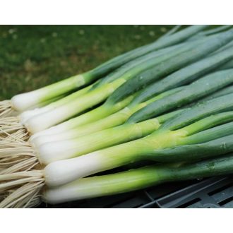 Kötözőhagyma Kishi F1 Takii Seed - 25.000 szem