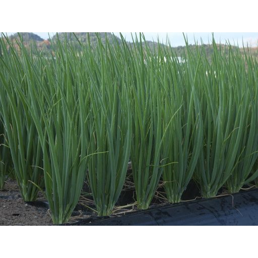 Kötözőhagyma Kishi F1 Takii Seed - 25.000 szem