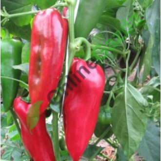 Paprika Kandorex F1 Orosco - 500 szem