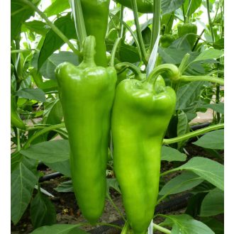 Paprika Zelenika F1 Orosco - 500 szem