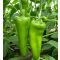 Paprika Zelenika F1 Orosco - 500 szem