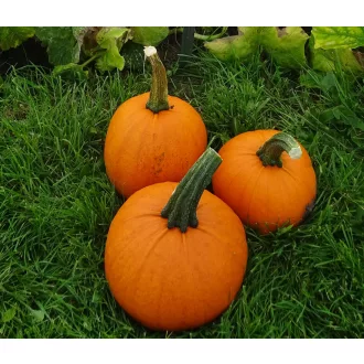   Sütőtök Gomez F1 Hakkoween (Halloween Tök) ZFW - 250 szem