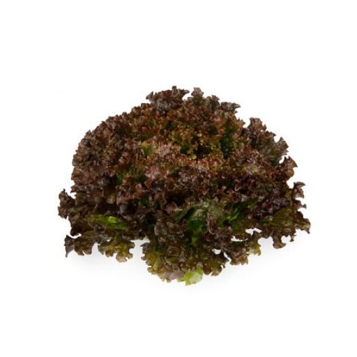 Saláta Shirane Sky (81-562) RZ Batávia - 1000 szem