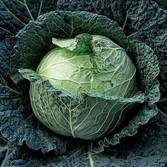Kelkáposzta Dama F1 Syngenta - 2500 szem