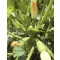Cukkini UG 436 F1 Unigen Seeds - 1000 szem