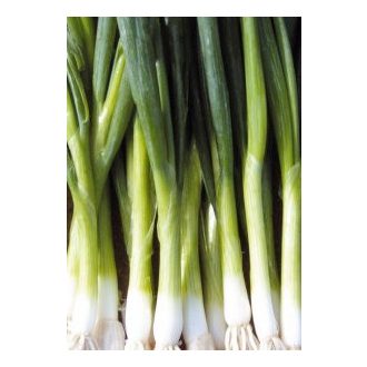 Kötözőhagyma Green Banner F1 Seminis - 100.000 szem