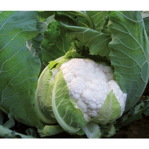 Karfiol Sabord F1 EliSem ZFW - 2500 szem