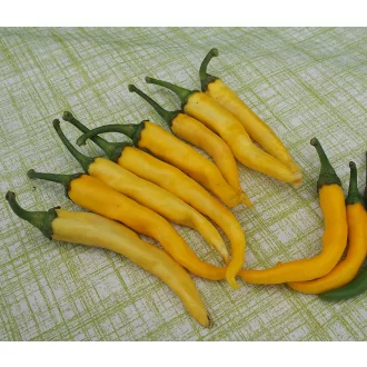 Paprika Giallo Yellow Horn Chili ZFW - 50 szem