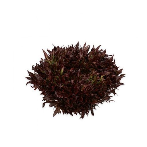 Saláta Pamex (79-965) RZ Salanova - 1000 szem