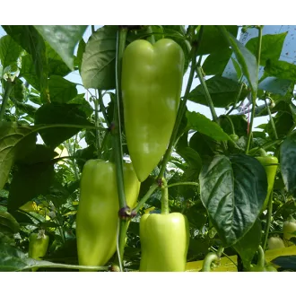 Paprika Vág F1 Duna - 250 szem