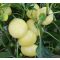 Paprika Arina F1 Orosco - 500 szem