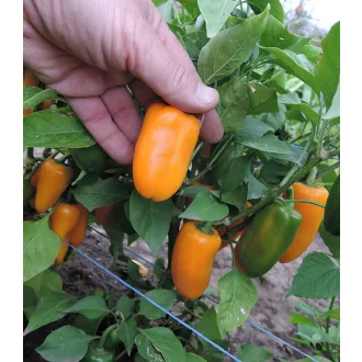 Paprika Hamik Jalapeno Semo - 100 szem