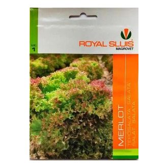 Saláta Tépő Merlot Royal#1 - 1.5g