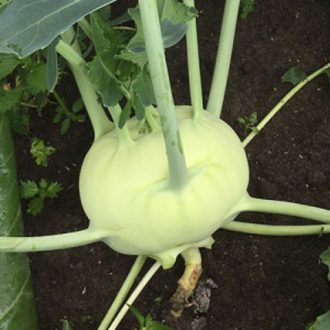 Karalábé Brando F1 Syngenta - 2500 szem