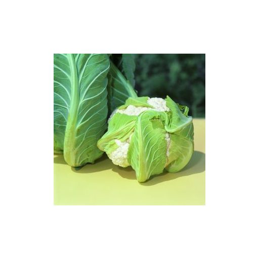 Karfiol Skywalker F1 Bejo - 2500 szem