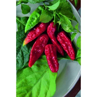 Paprika Naga Morich Semo - 100 szem