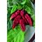 Paprika Naga Morich Semo - 100 szem
