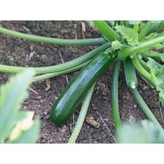 Cukkini Kasos F1 Syngenta - 500 Szem