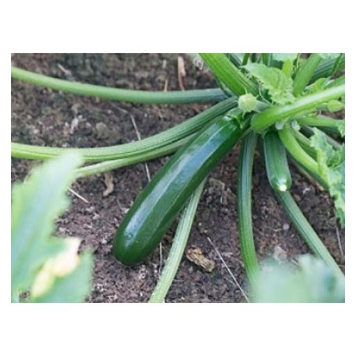 Cukkini Kasos F1 Syngenta - 500 Szem