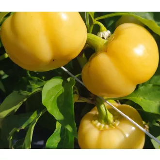 Paprika Freddy F1 Capsico - 1000 szem