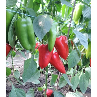 Paprika Rafaela F1 Semo - 500 szem