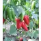 Paprika Rafaela F1 Semo - 500 szem