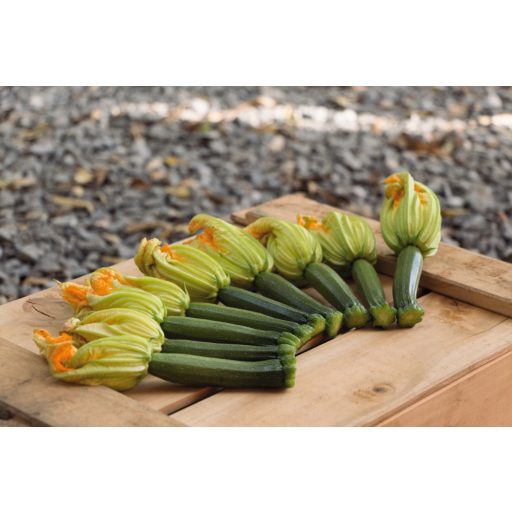 Cukkini Modena F1 Precíziós Mag Bejo - 1000 szem