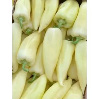 Paprika Multiflow F1 Enza - 500 szem