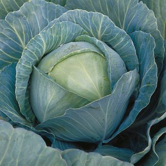 Fejeskáposzta Kilaherb F1 Syngenta - 2500 szem
