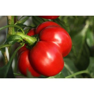 Paprika Rozvita F1 Orosco - 500 szem